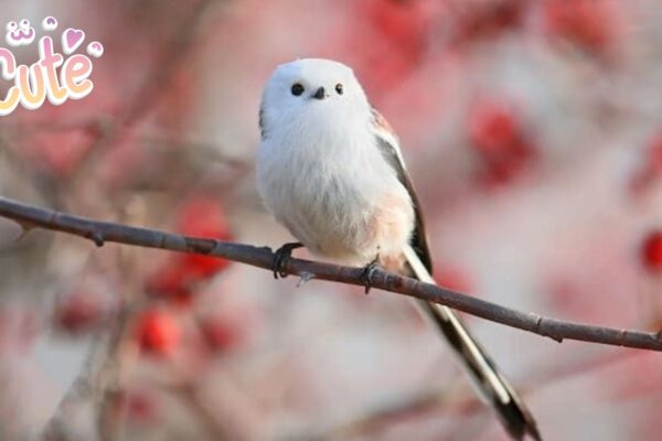 Discover the Adorable Shima Enaga Bird Nature's Fluffiest Gem