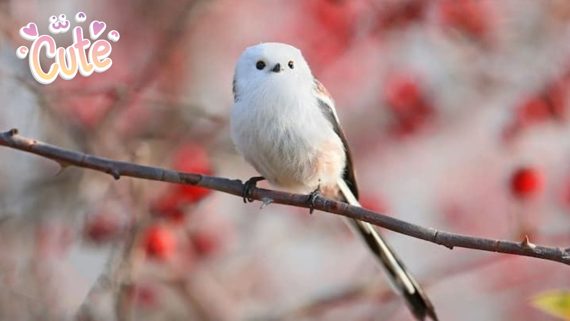 Discover the Adorable Shima Enaga Bird Nature's Fluffiest Gem